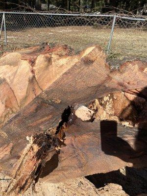 A rock inside of a tree stump!  First time I've seen this.