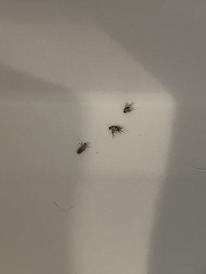 Sewer flies coming in through my refrigerator water line