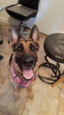 Capt. Householder's German Shepherd, holding down the fort while he is away in Mosul.