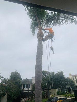 Climbing to trim one of my trees