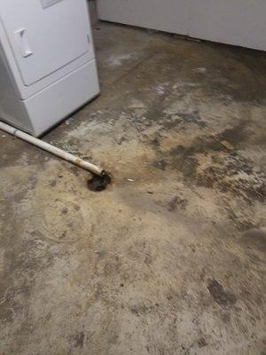 Rampant mold in laundry room. This was brought to the attention of Celtic Property Mgmt. when they purchased the property. Didn't fix it