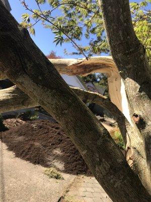 Maple broken by wood waste management truck