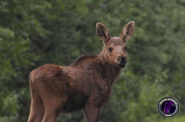 Moose Calf keeping its eye on us. Arctic Circle Journeys.