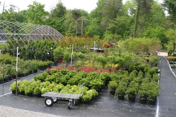 Nursery Plants OnCall!  Many varieties of Shrubs and Trees.