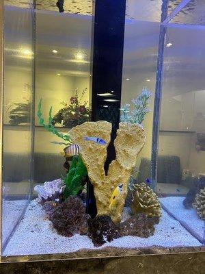 Beautiful tropical fish tank in lobby.