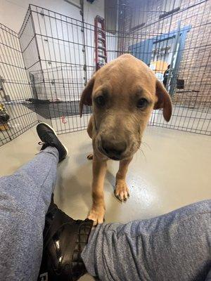 Jared, Terrier / American Pit Bull Mix from Wright Way Rescue in Morton Grove, IL