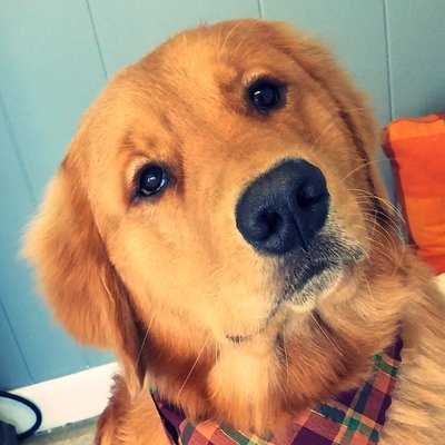 Goldens are so sweet ;)