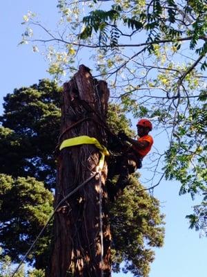 Redwood (Sequoia sempervirens), central leader removal, infected with Botryosphaeria canker fungus.Ht:~80'-90',C:126'.