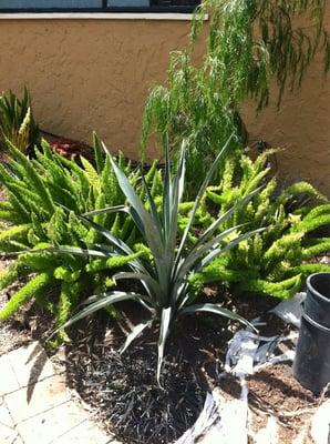 Yard in progress. Agave & asparagus fern