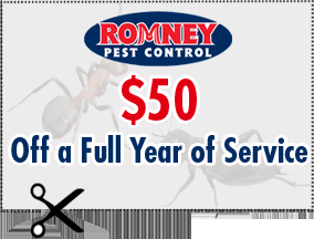 McKinney Pest Control Coupon Discount