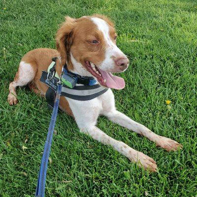 Brittany Spaniel visiting for the day.