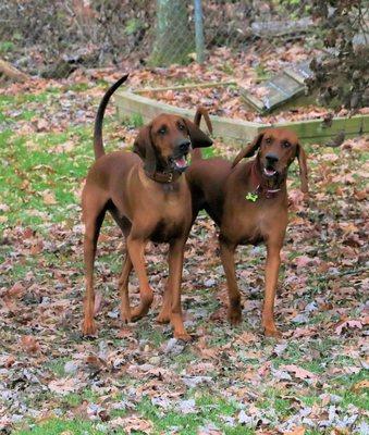 Bo (left) and new friend