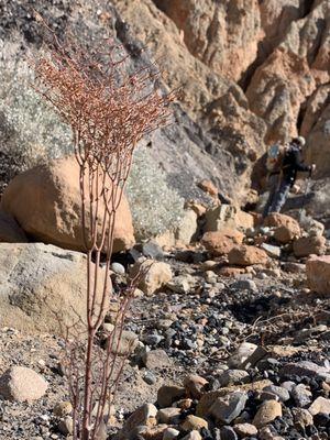 There are plants underneath the crater.  This one dried up but it's so pretty