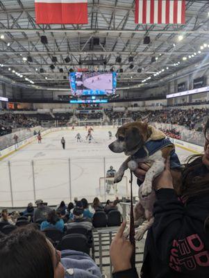 Pucks and paws night!