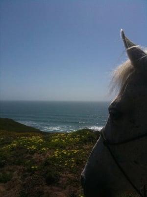 There are two separate stables in Daly City...