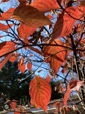 Fall is especially colorful.