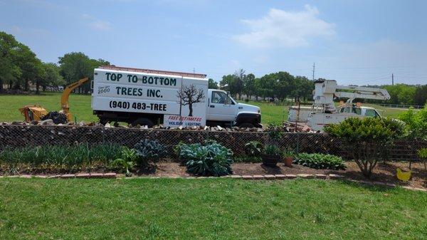 Top To Bottom Lawn and Tree