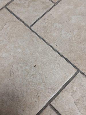 Little black bugs all over the office.  Floors, walls ,beds, doors, etc