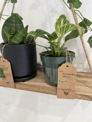 Plants for sale!