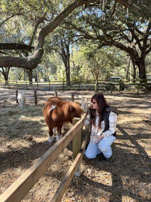 Just horse'n around riding stable