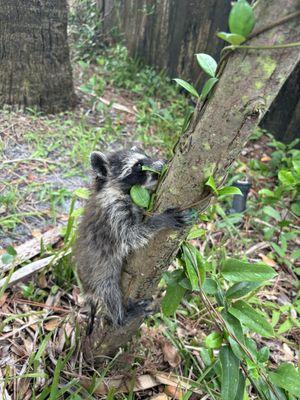 Coastal Wildlife Removal