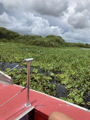 Lily pads with snakes and gators