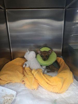 the vet tech took this for us. They nicknamed her the little avocado. Such a thoughtful gesture!!