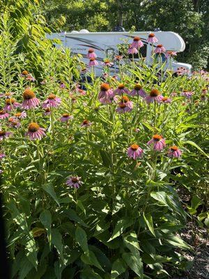 Neat landscaping and pollinators throughout.