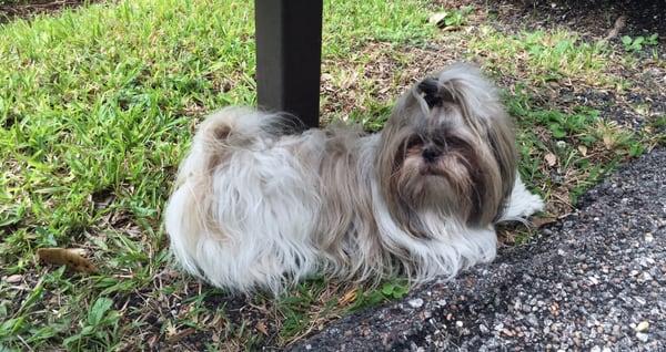 Bentley, relaxing in the shade!