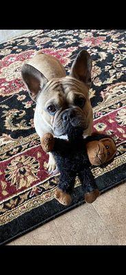 Mooch and his toy monkey