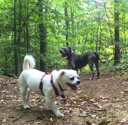 Sasquatch and Bub enjoying a hike!