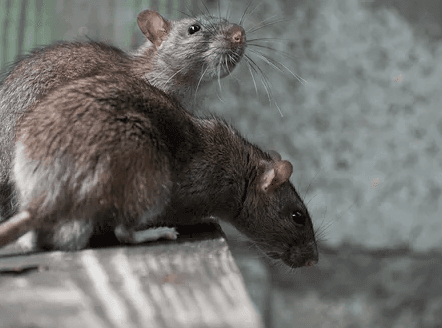 Rodent Solutions Pro | Rodent Proofing & Sanitation Oakland, CA