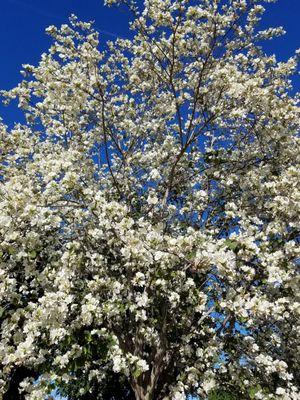 The trees are blooming!