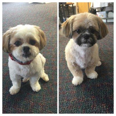 The best puppy cuts ever!