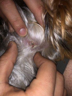 Vet stated scab/infection was at least several days old and from Dog Ranch tightening his collar or a dog bite