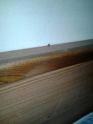 Roach on the head board