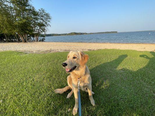 Biscuit enjoying the beach.