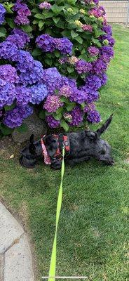 Addie, Scottish terrier after grooming.