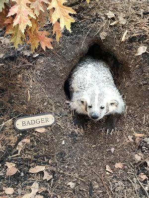 Badger