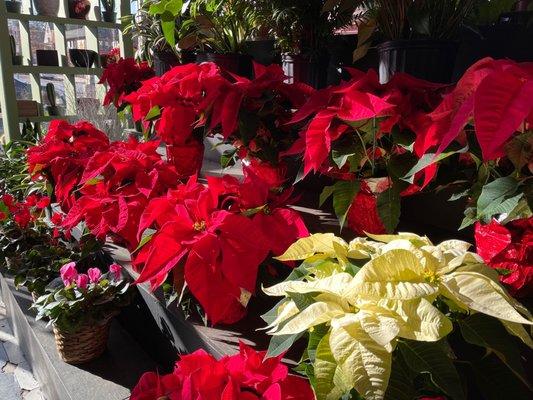 Poinsettias!!