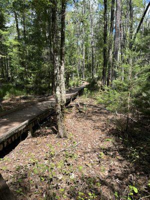 Forest boardwalk