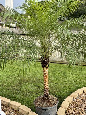 Skinned Pygmy Date Palm