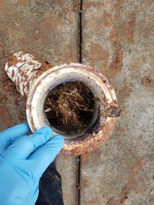 Cross section of tree roots in a 4" main PVC line.