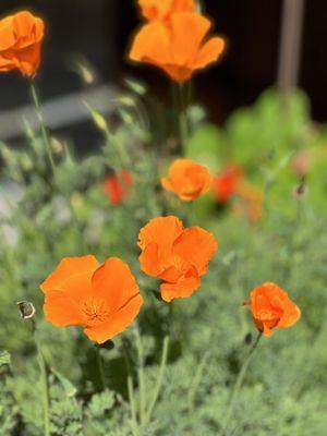 Pansies from Capo Creek's local gardens, often used as garnishes during our food and wine pairings.