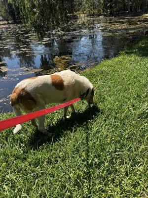 Nothing more relaxing on a pets staycation than a nice Nature Walk along our pond.