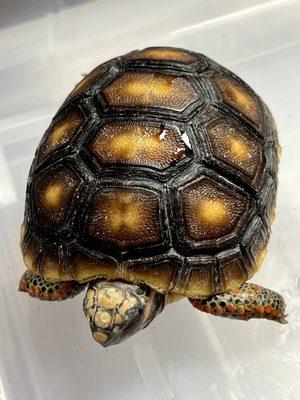 Red footed tortoise