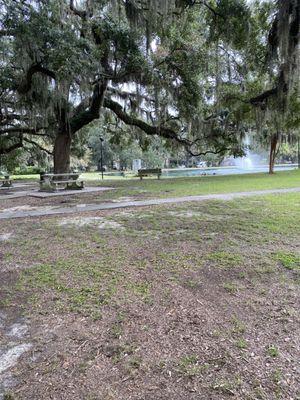 Beautiful trees Provide shade