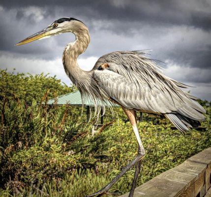 Great Blue Heron at Wakodahatchee Boardwalk