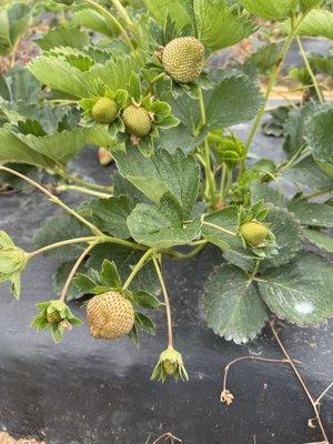 Baby strawberries