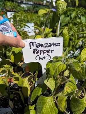 Manzano pepper plants!